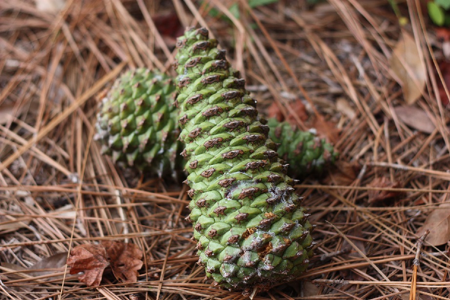 pine-cones-922x615